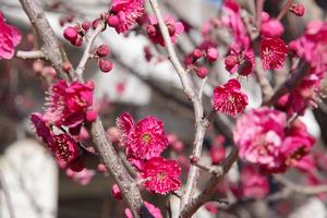 梅の花6