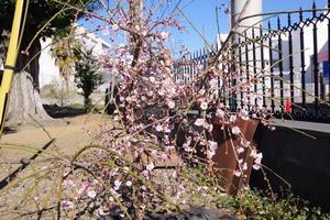 梅の花13