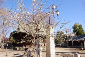 梅の花16