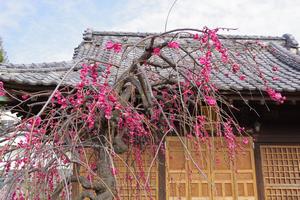 梅の花11