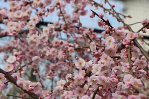 梅の花13