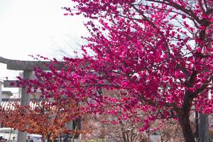 上町氷川神社梅2
