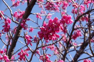 寒緋桜2