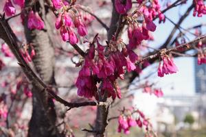 寒緋桜4