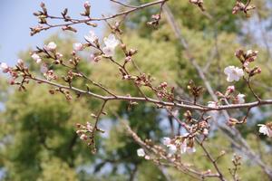 与野公園5