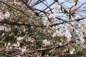 与野中央公園1