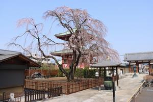 圓乘院1