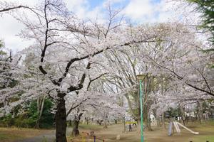 与野公園16