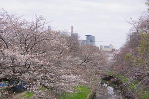 鴻沼川鈴谷小学校付近6