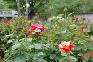 与野公園9