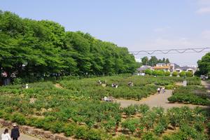 与野公園1
