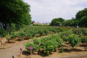与野公園2