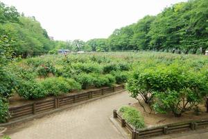 与野公園3
