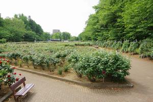 与野公園4