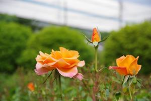 与野公園20