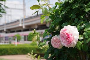 駅前公園5