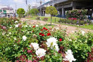 駅前公園6