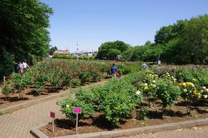 与野公園2