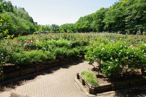 与野公園3