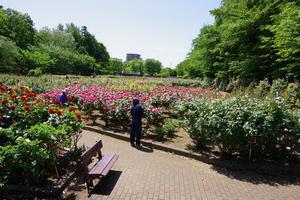 与野公園4