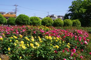 与野公園6