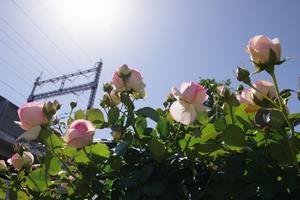 駅前公園8