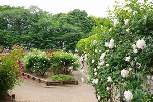 与野公園5