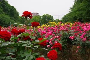 与野公園6