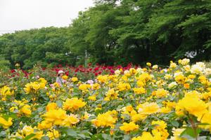 与野公園13