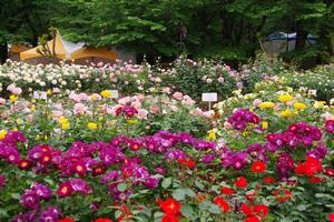 与野公園14