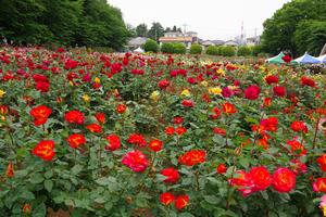 与野公園15