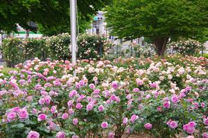 駅前公園5