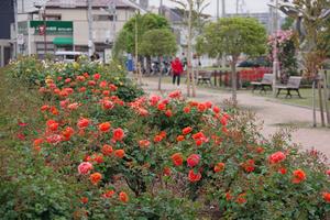駅前公園10