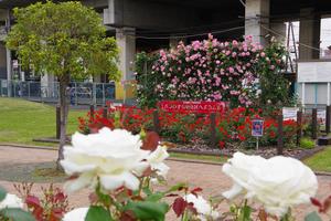 駅前公園12