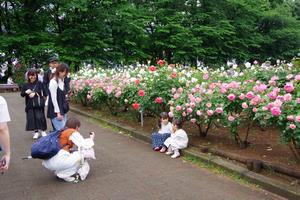 ばらまつり5