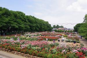 与野公園1