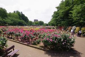 与野公園4