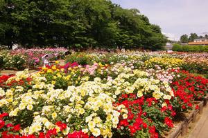 与野公園17