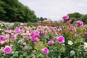 与野公園21