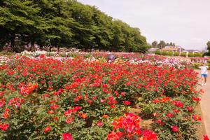 与野公園22