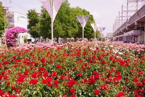駅前公園4