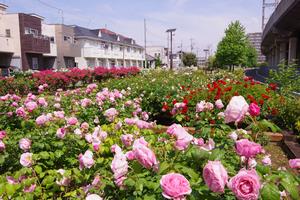 駅前公園11