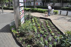 花deびゅうサイト2