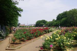 与野公園2