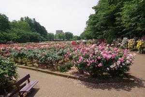 与野公園4
