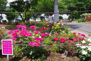 与野公園10