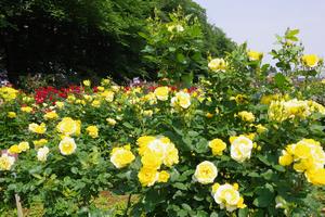 与野公園12