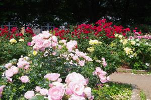 与野公園13
