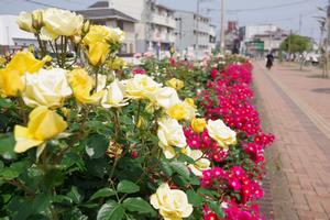 駅前公園7