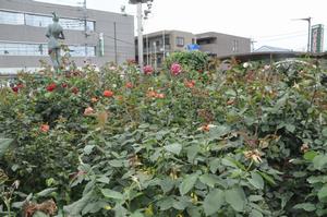 区役所バラ剪定1